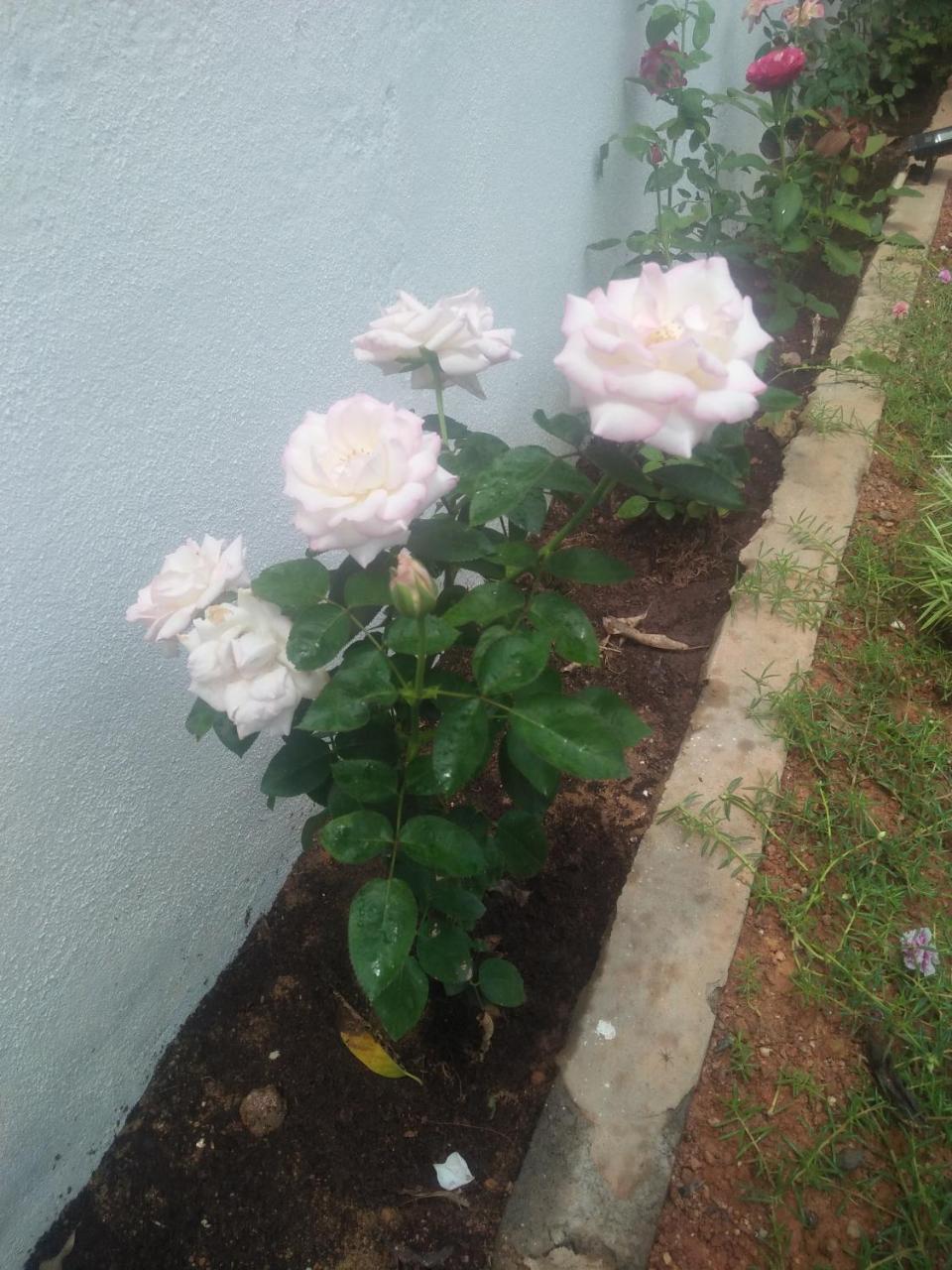 Living Home เนกอมโบ ภายนอก รูปภาพ